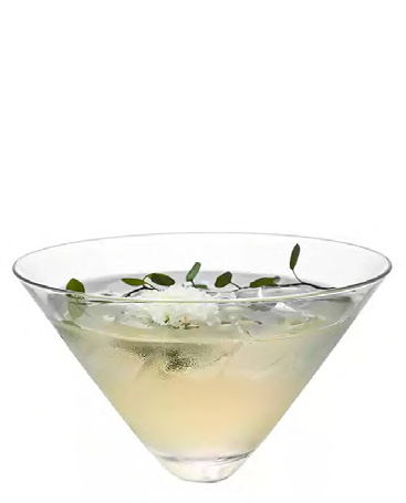 SNCOCK177 cocktail glass